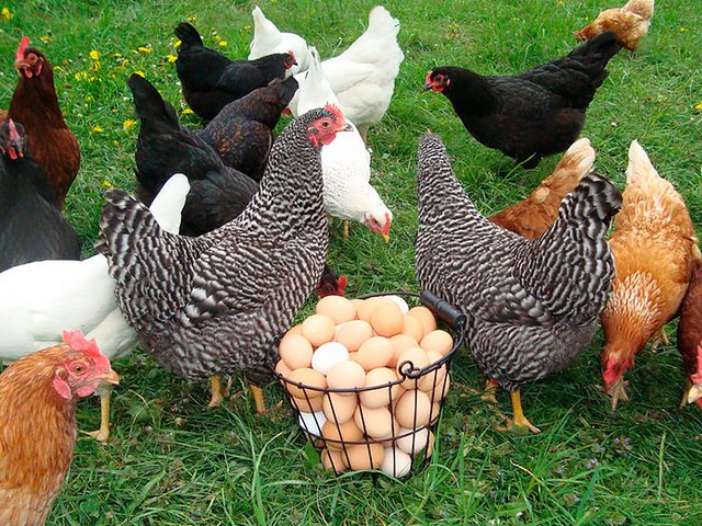 Содержание кур и уход за ними | ЗооТом - продажа, вязка и услуги для животных в Щербинке