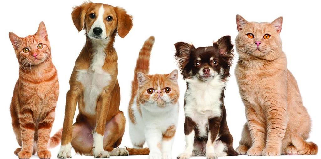 Доска объявлений о животных | ЗооТом - продажа, вязка и услуги для животных в Щербинке