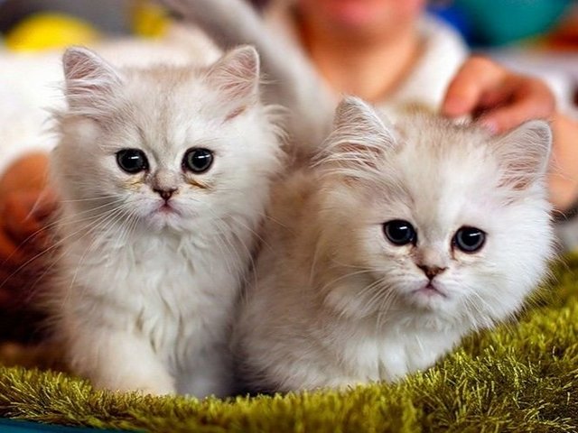 Породы кошек в Щербинке | ЗооТом портал о животных