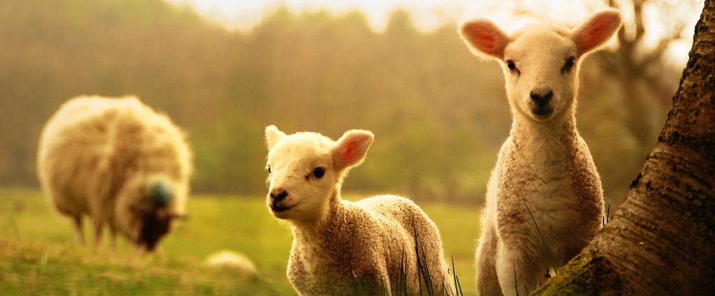 Объявления о сельскохозяйственных животных | ЗооТом - продажа, вязка и услуги для животных в Щербинке