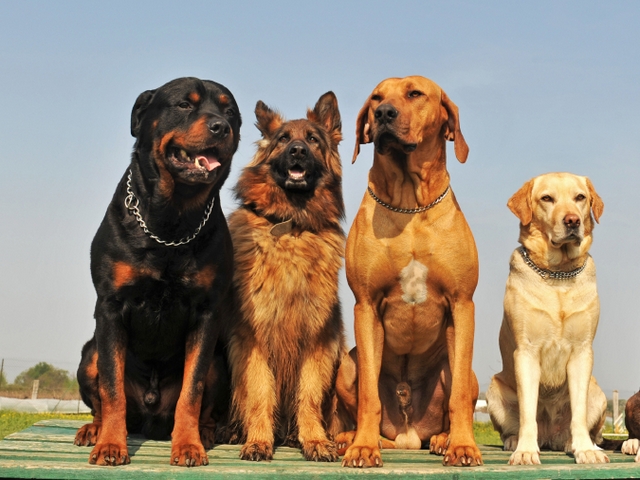Крупные породы собак в Щербинке | ЗооТом портал о животных